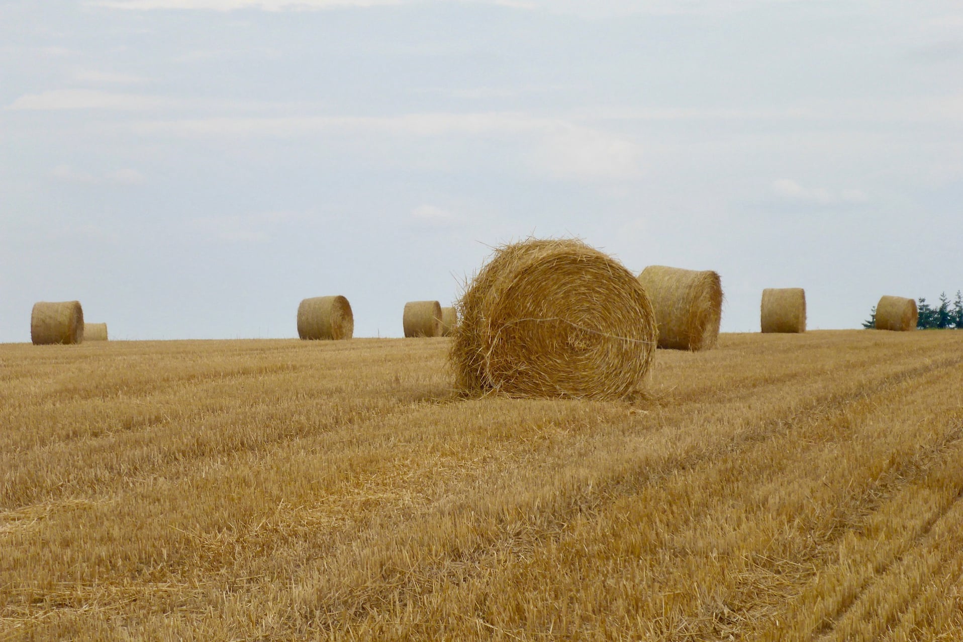 Crop Insurance